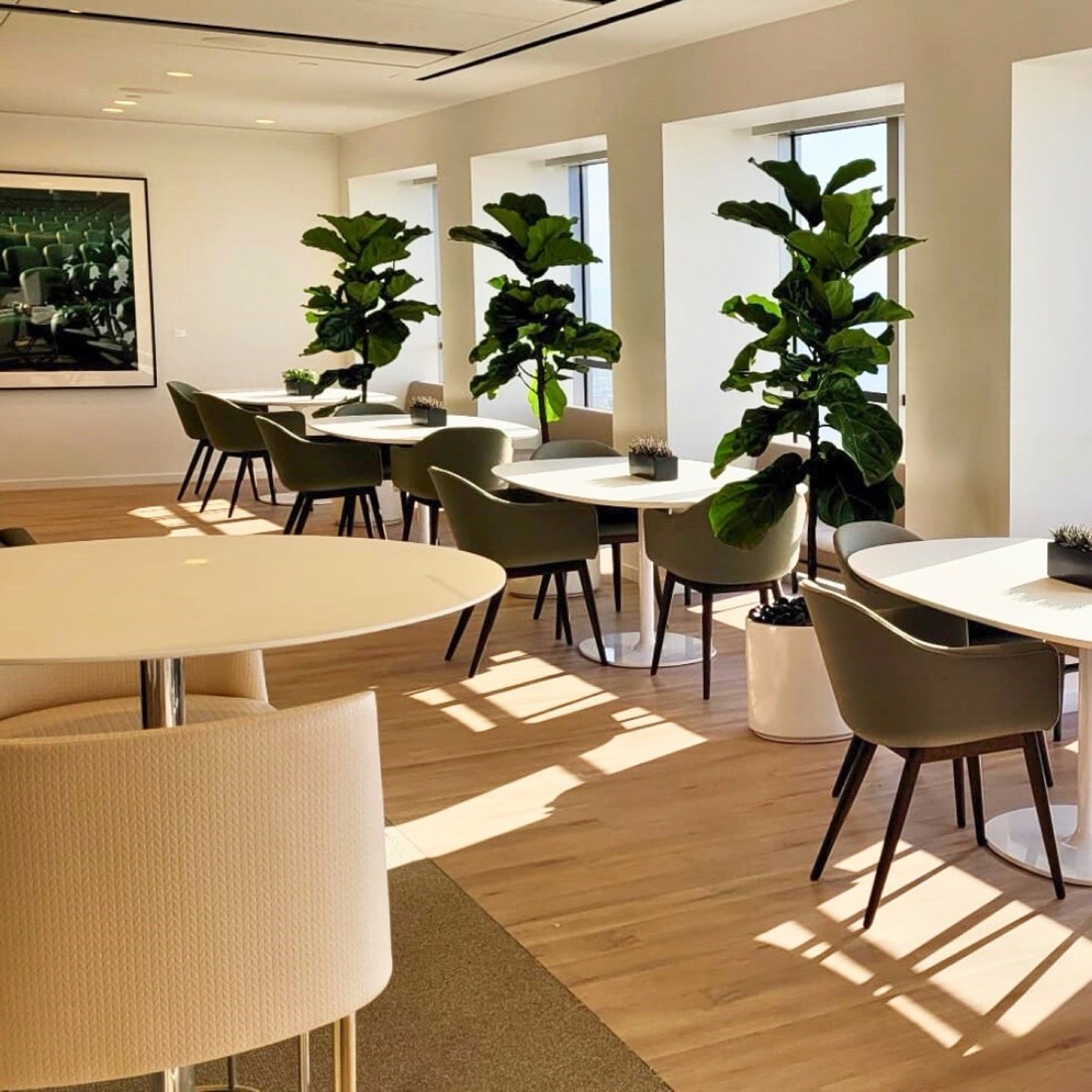 Sunlit dining room with fiddle-leaf fig trees at every window bay