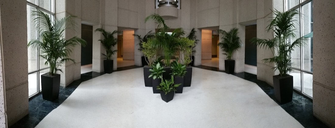 Symmetrical leased palms flanking a marble commercial lobby in Los Angeles