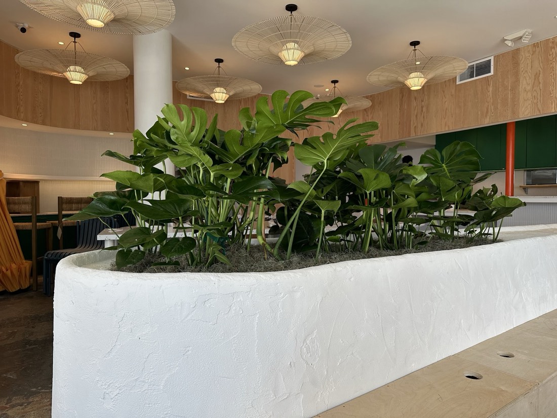 Monstera hedge planted along a white plaster banquette in a cafe