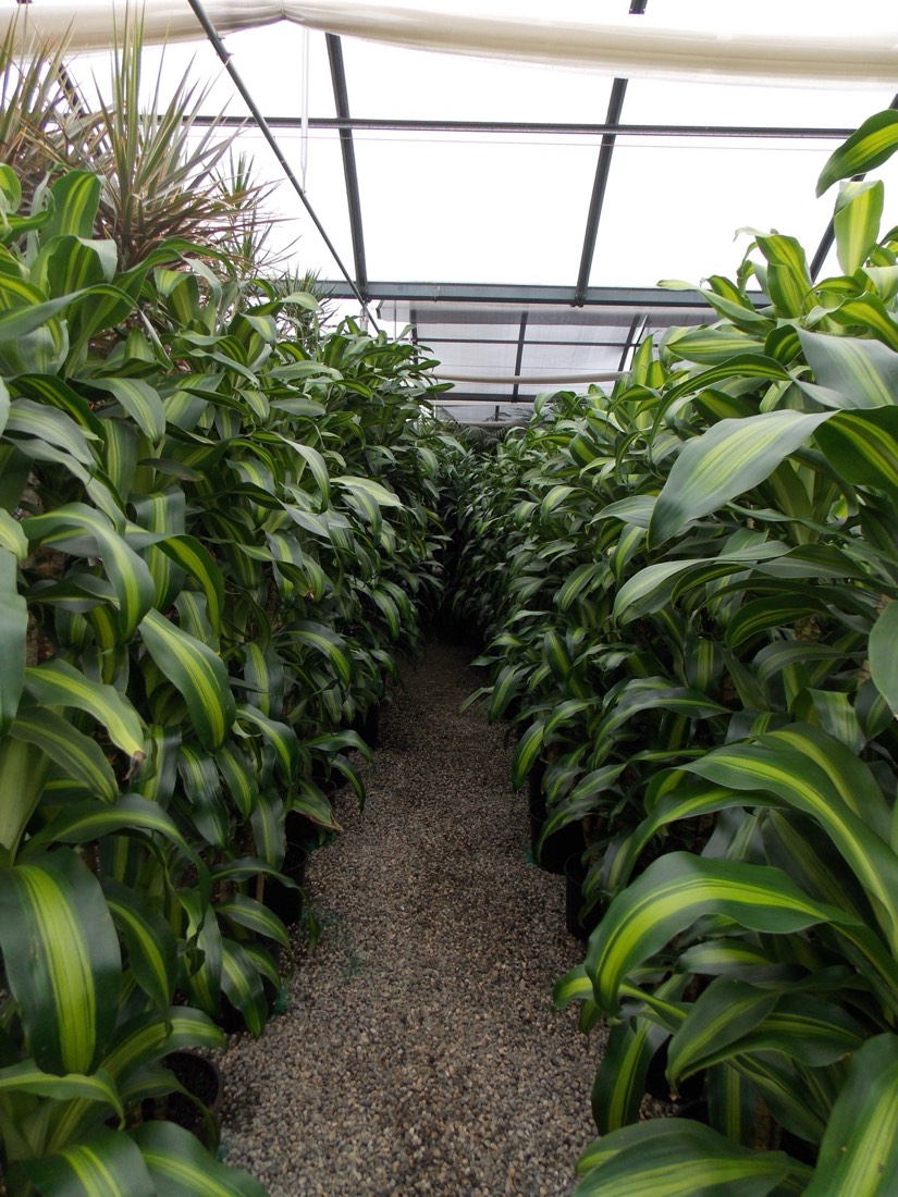 Rows of healthy dracaena at one of our partner nurseries, where we hand-pick plants for maintenance clients