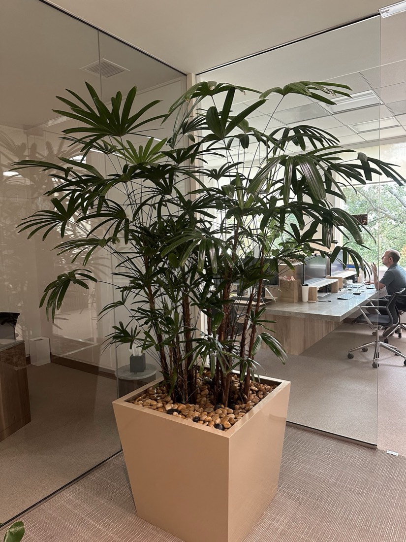 A rhapis palm maintained in a Los Angeles office interior by Area Indoor Plants