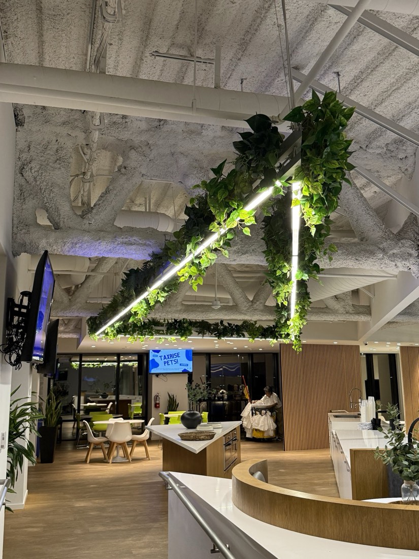 Triangular light fixture wrapped in trailing pothos suspended above an office cafe