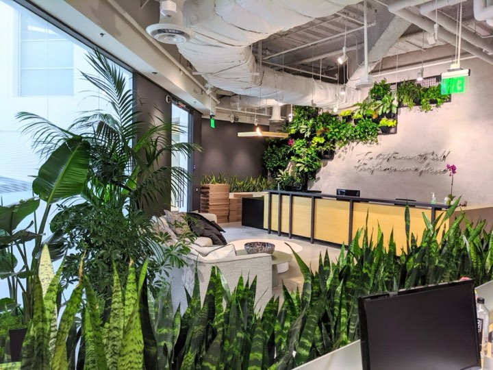 Biophilic office reception with a wall-mounted plant installation over the desk and a sansevieria hedge