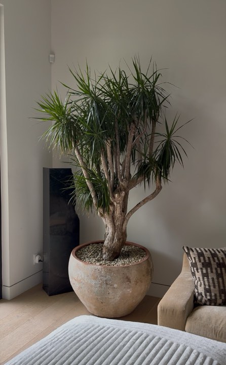 Multi-trunk dracaena in a weathered terracotta bowl in a neutral designer living room
