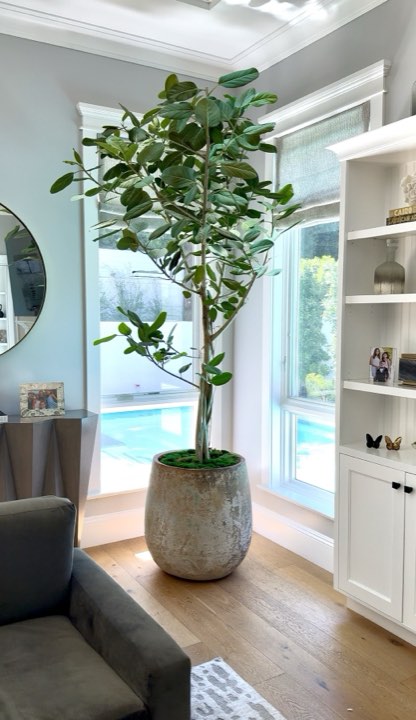 Tall ficus Audrey in a weathered stone planter at a bright corner window with pool view