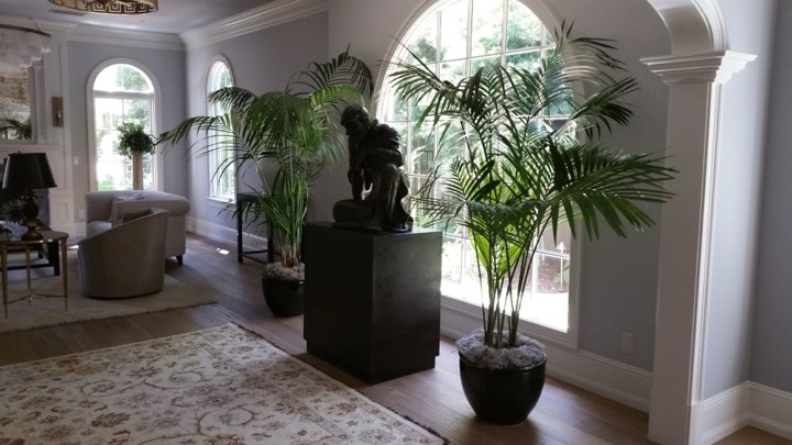 Kentia palms beside arched windows in a light-filled home