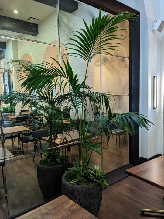 Tall kentia palm in a ribbed black pot against an antique-mirror wall in an upscale restaurant