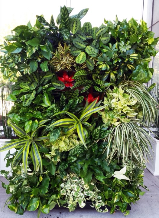 Dense mixed tropical living wall