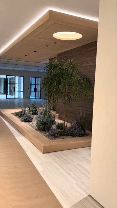 Lobby planter platform with faux bamboo, lavender, and gravel under cove lighting