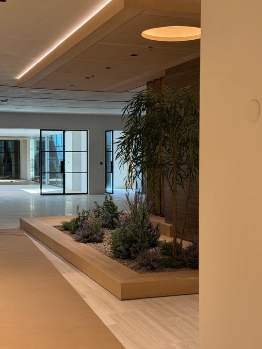 Luxury lobby with a built-in wood platform planter of bamboo and lavender under warm lighting