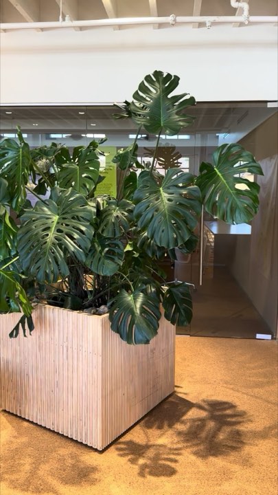 Huge healthy monstera in a slatted white-oak box planter casting leaf shadows on sunlit carpet