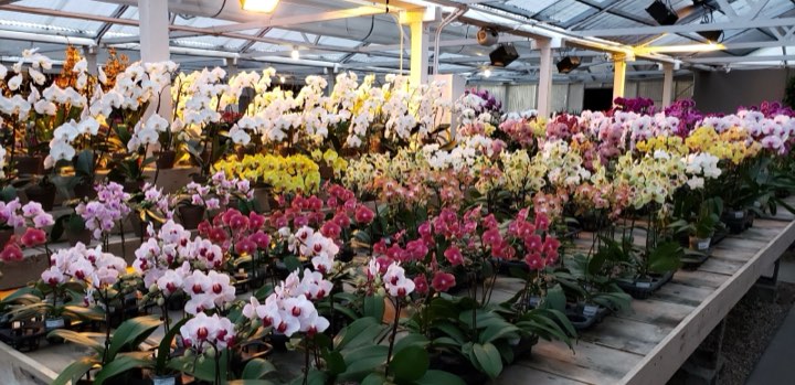Rows of orchids at a partner nursery