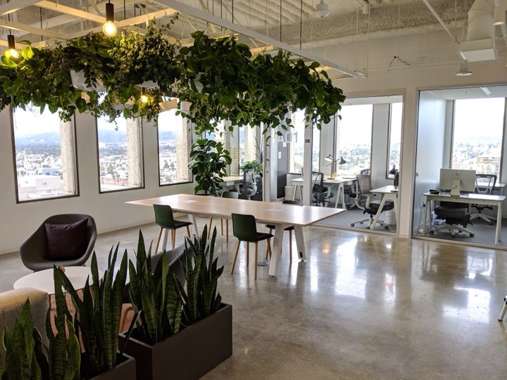 Sun-drenched open office with suspended overhead planters of trailing greenery above a communal table