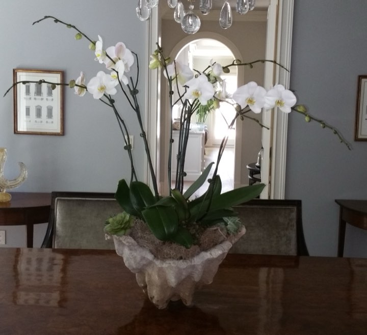 White orchids in a shell container on a dining table