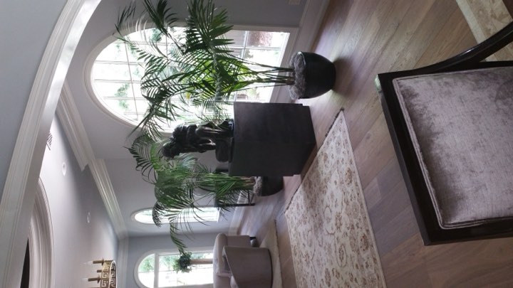 Kentia palms beside arched windows in an elegant home