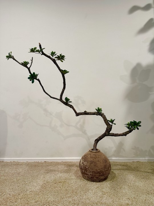 Sculptural minimalist branch specimen in a round clay vessel casting shadows on a white wall