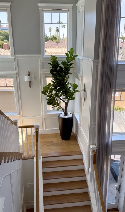 Fiddle-leaf fig in a tall black planter on a sunlit staircase landing with white wainscoting