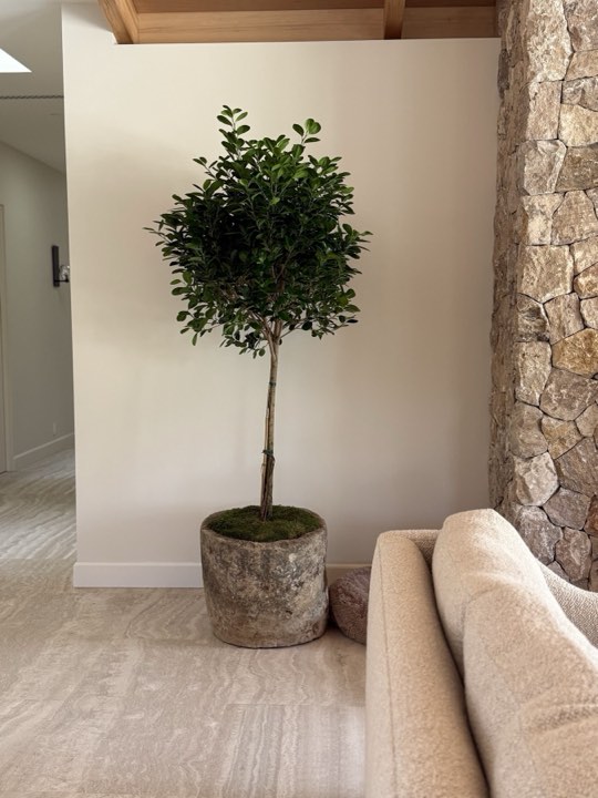 Sculptural ficus topiary in a rustic stone pot with moss topdressing against a stacked-stone wall