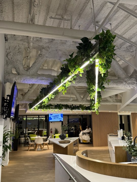 Suspended triangular light fixture wrapped in trailing pothos above an office cafe