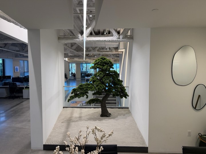 Large preserved specimen pine styled as a bonsai in a raked zen-sand alcove within a modern office